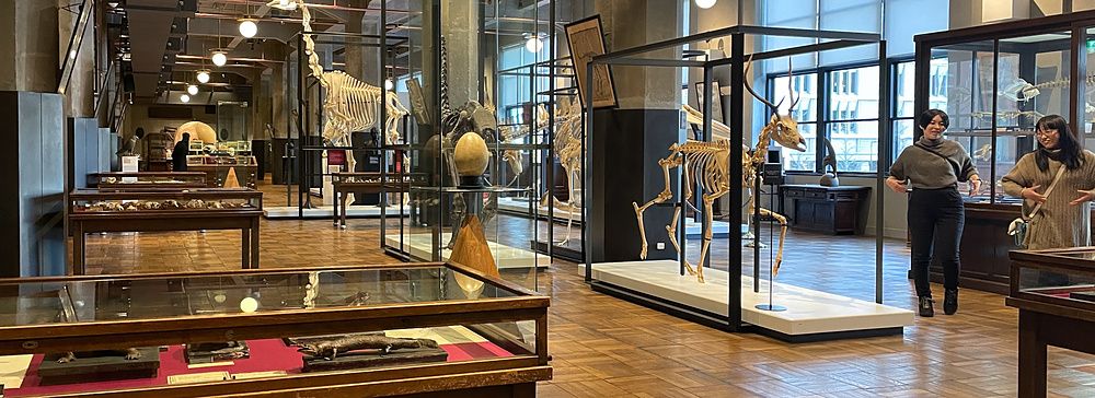 Veduta interna del museo Intermediatheque di Tokyo con scheletri di animali esposti in teche di vetro.