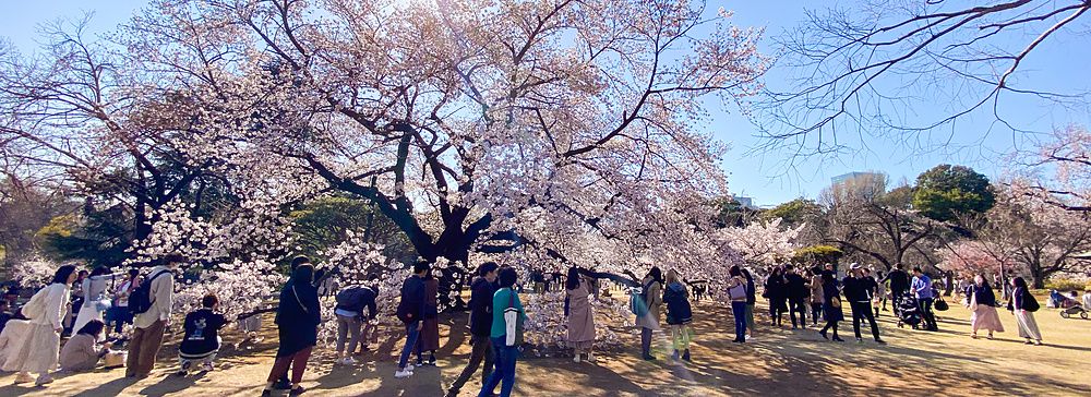 Persone sotto ciliegi in fiore a Shinjuku Gyoen in primavera.