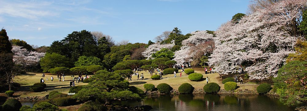 Shinjuku Gyoen in primavera con ciliegi in fiore e visitatori.