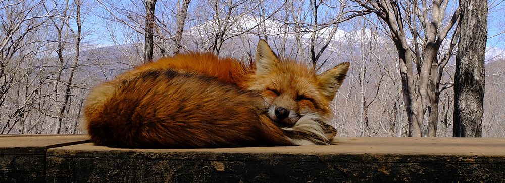 Una volpe rossa dorme raggomitolata su una piattaforma di legno davanti a una foresta di alberi spogli e montagne.