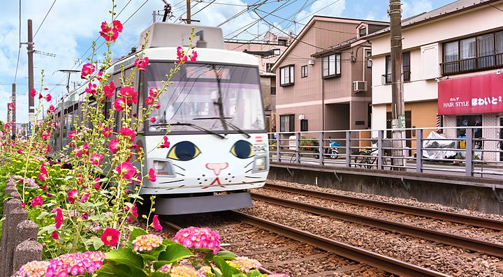 Tram a tema gatto che transita su binari ferroviari a Tokyo tra fiori di malvarosa e ortensie in fiore.