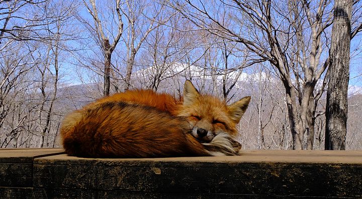 Una volpe rossa dorme raggomitolata su una piattaforma di legno davanti a una foresta di alberi spogli e montagne.