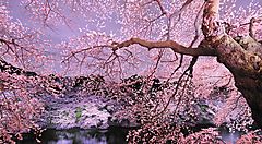 Sakura giapponesi in fiore, in primavera.