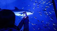 Visitatore fotografa un grande acquario all'Hakkeijima Sea Paradise.
