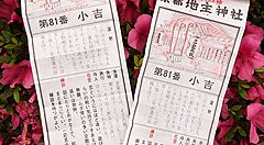 Carte divinatorie giapponesi omikuji su fiori rosa.