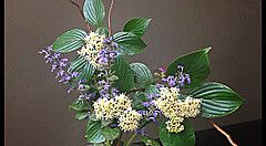 Composizione floreale con fiori bianchi e viola su sfondo scuro.