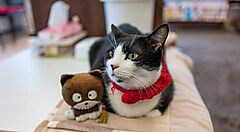 Un gatto all'interno di un neko cafe in Giappone.