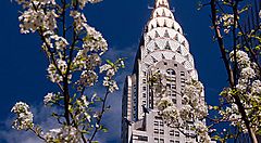 La parte alta del Chrysler Building, e in primo piano un albero in fiore.