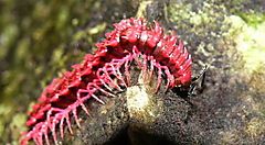 Millepiedi rosa su una roccia in Thailandia.
