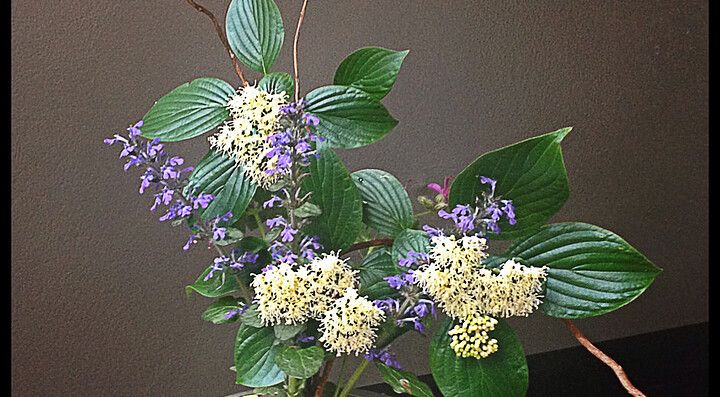 Composizione floreale con fiori bianchi e viola su sfondo scuro.