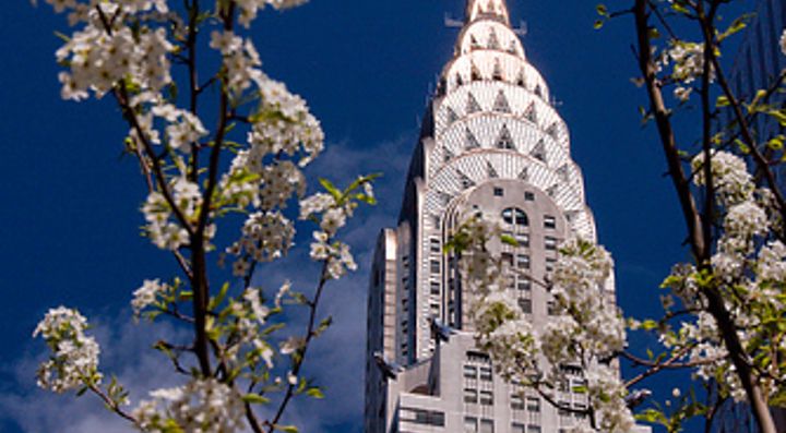 La parte alta del Chrysler Building, e in primo piano un albero in fiore.