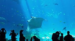Visitatori fotografano una grande vasca piena di pesci al Georgia Aquarium.