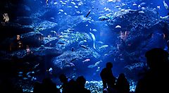 Visitatori ammirano una grande vasca all'acquario Sumida a Tokyo.