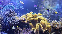 Coralli e pesci all'acquario di Toba.