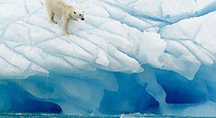 Orso polare su un iceberg nelle isole Svalbard.
