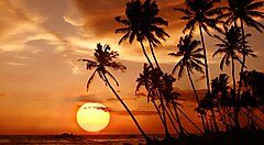 Tramonto tropicale con palme sull'oceano in Sri Lanka.