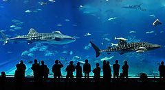 Visitatori osservano squali balena nell'acquario Churaumi, Okinawa.