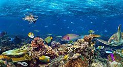 Fondale marino con coralli colorati e pesci tropicali mentre si fa snorkeling.