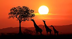 Giraffe al tramonto nella savana del Sudafrica.