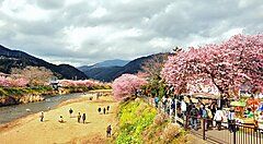 Alberi di ciliegio in fiore lungo un fiume con persone a Kawazu.