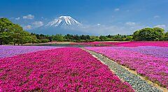 Campi di fiori shibazakura con il Monte Fuji sullo sfondo.