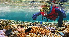Subacqueo esplora la barriera corallina in Australia.
