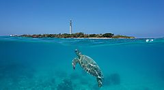 Tartaruga nuota verso l'Isola Amédée con faro sullo sfondo.