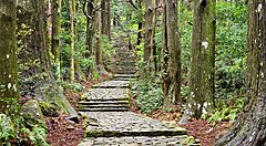 Sentiero del Kumano Kodo immerso nella foresta verde.