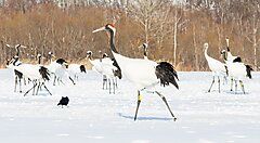 Gru di Kushiro che camminano su un campo innevato nel Parco Kushiro.