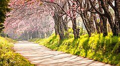 Strada alberata con fiori di ciliegio in fiore a Chiang Mai.
