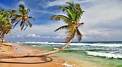 Spiaggia tropicale in Sri Lanka con palme e mare azzurro.