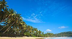 Spiaggia tropicale con palme a Sri Lanka sotto un cielo azzurro.