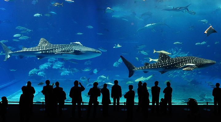 Visitatori osservano squali balena nell'acquario Churaumi, Okinawa.