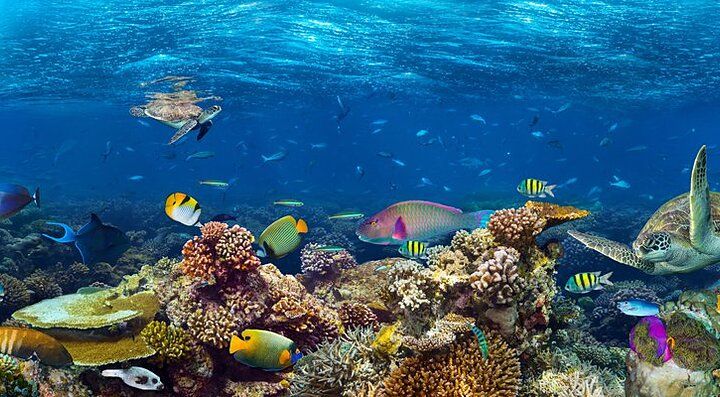Fondale marino con coralli colorati e pesci tropicali mentre si fa snorkeling.