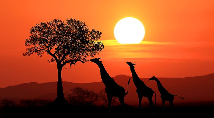 Giraffe al tramonto nella savana del Sudafrica.