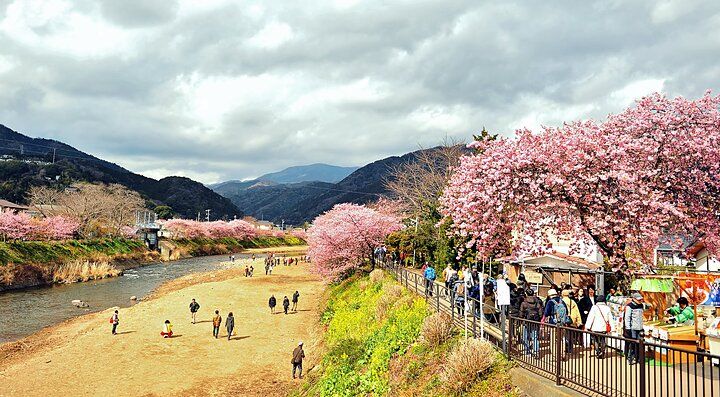 Alberi di ciliegio in fiore lungo un fiume con persone a Kawazu.