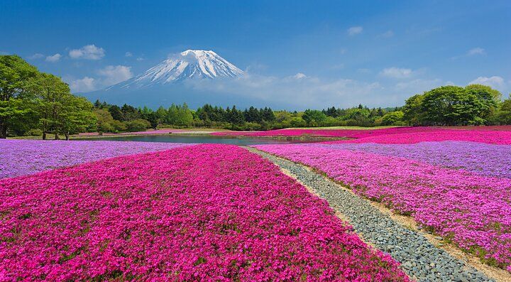 Campi di fiori shibazakura con il Monte Fuji sullo sfondo.