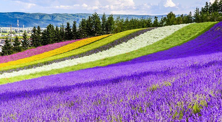Campi fioriti multicolori a Furano, Giappone.