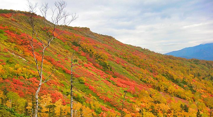 Colline di Ginsendai coperte da alberi con foglie autunnali dai colori vivaci.