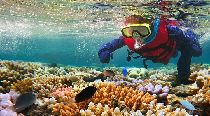 Subacqueo esplora la barriera corallina in Australia.