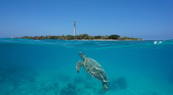 Tartaruga nuota verso l'Isola Amédée con faro sullo sfondo.