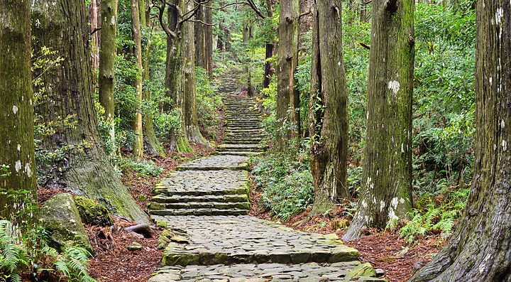 Sentiero del Kumano Kodo immerso nella foresta verde.