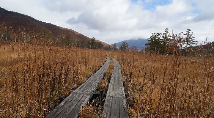 Sentiero in legno tra praterie autunnali a Oze, Giappone.