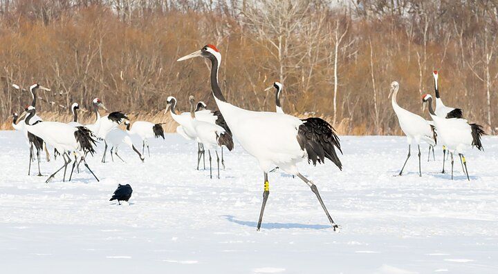 Gru di Kushiro che camminano su un campo innevato nel Parco Kushiro.