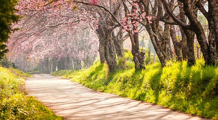 Strada alberata con fiori di ciliegio in fiore a Chiang Mai.
