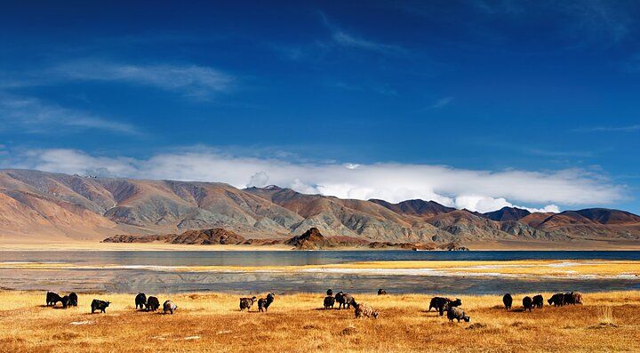 Paesaggio montano con yak al pascolo in Mongolia sotto un cielo blu.