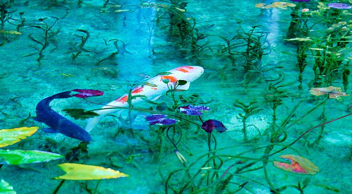 Stagno con ninfee e carpe, ispirato alle opere di Monet.