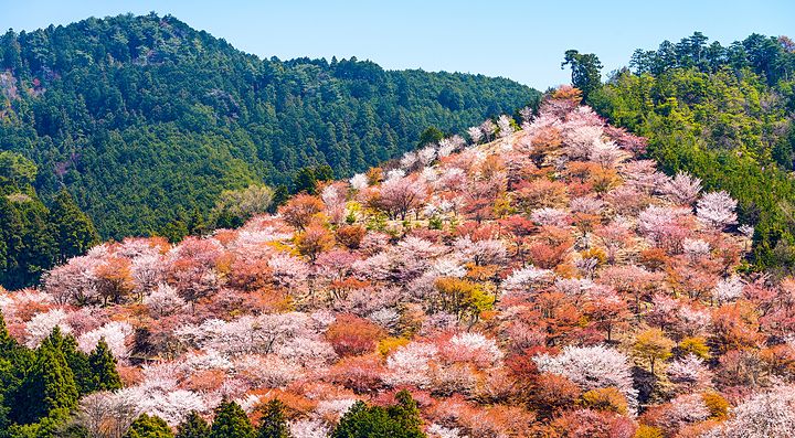 Monte Yoshino con alberi in fiore nei colori rosa e bianco.