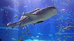 Squalo balena nell'acquario di Osaka circondato da pesci piccoli.