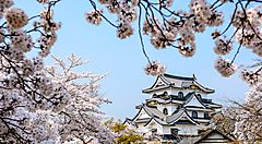 Il Castello di Hikone circondato da fiori di ciliegio in fiore.